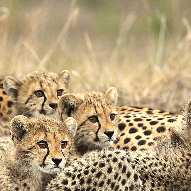 Cheetah and Cubs on &Beyond Phinda Private Game Reserve