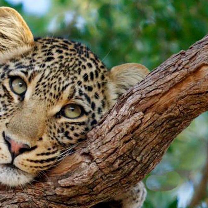 Leopard in a Tree Seen on Safari - Simbavati River Lodge