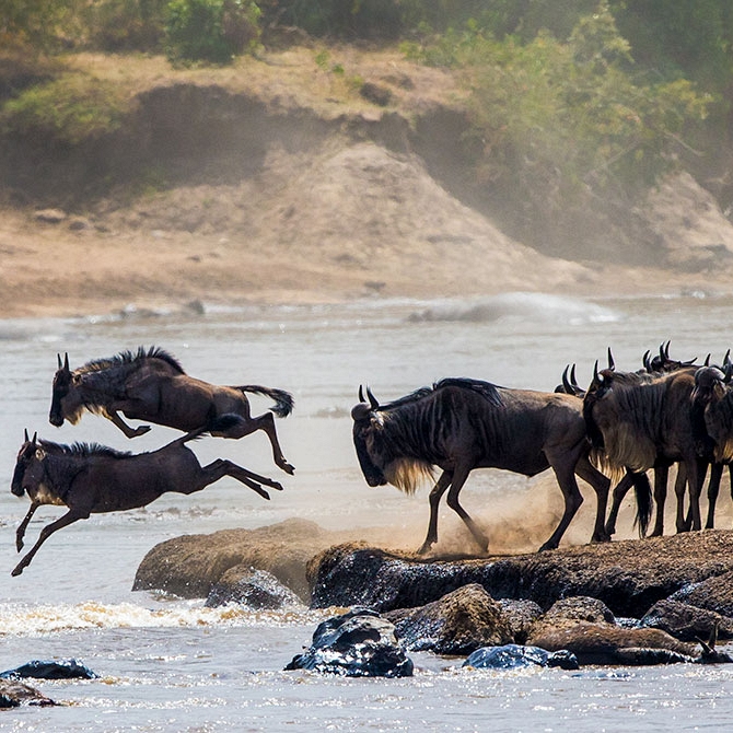 Wildebeest Crossing the Mara River - Great Migration Safaris