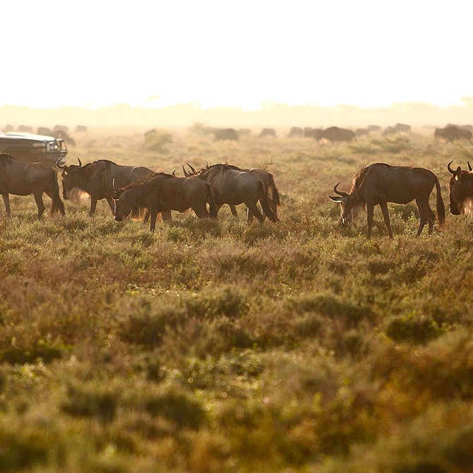 Great Migration Safari in the Serengeti, Tanzania