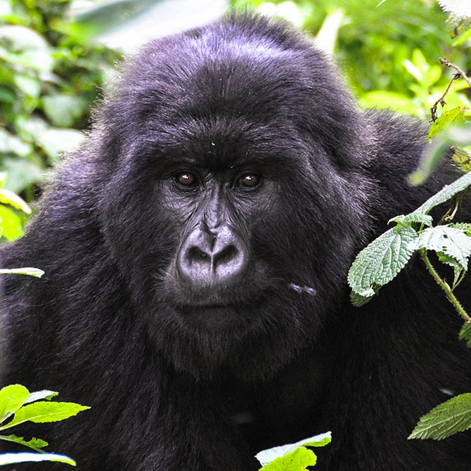 Gorilla Trekking in Uganda - Candice Heckel Africa Travel Agent