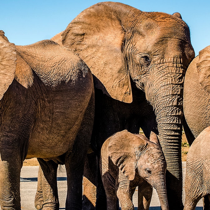 Elephants on Safari - South Africa Family Safari Package