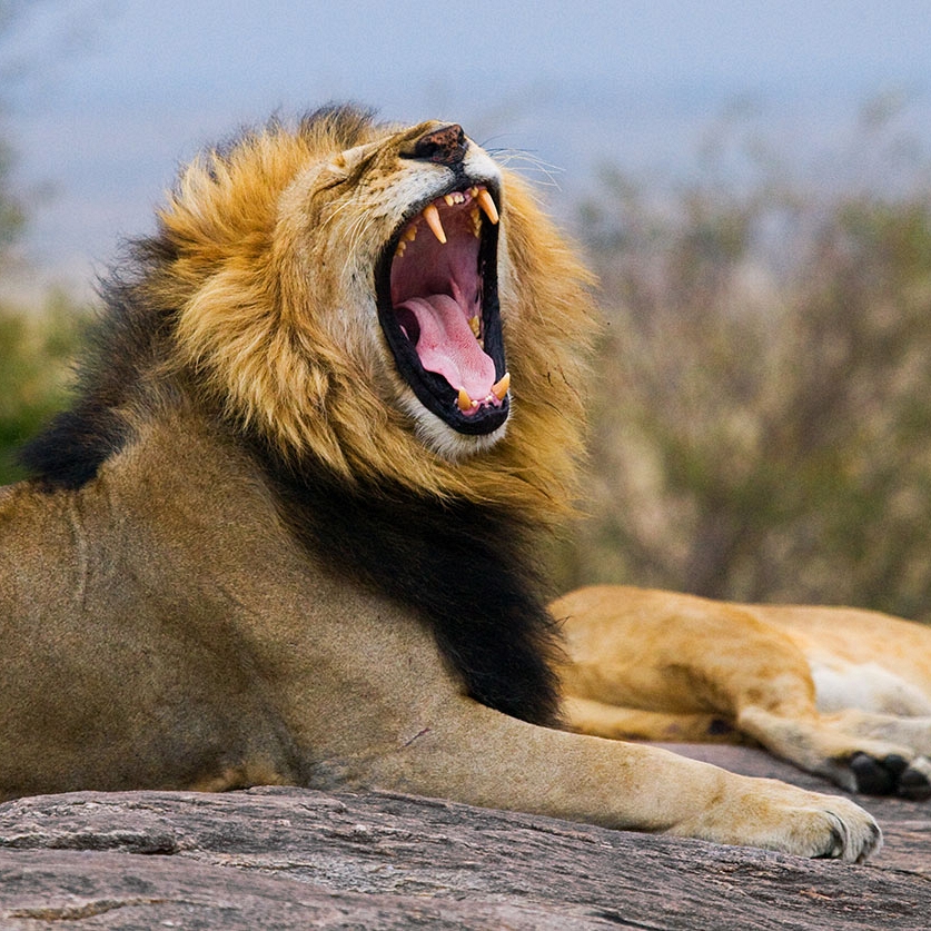 Tanzania Safari Getaway - Big 5 of Africa - Lion in Tanzania