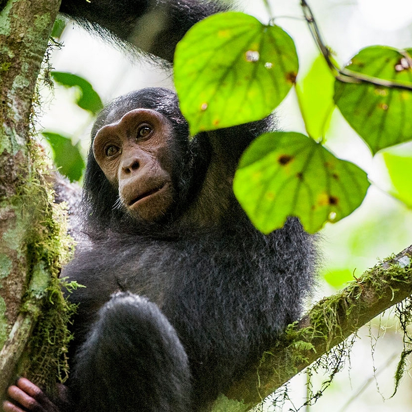 Tanzania Safari Getaway - Chimp Trekking Greystoke Mahale Tanzania