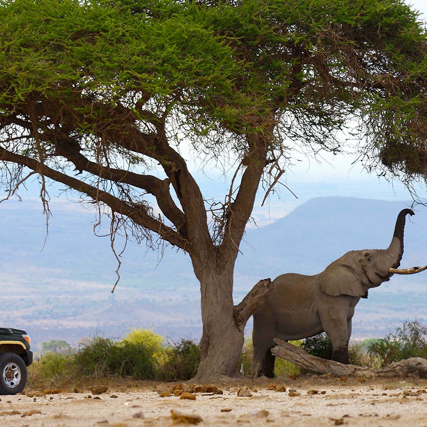 Kenya and Seychelles Package - Tortilis Camp Safari