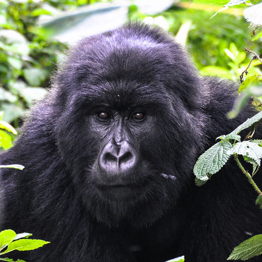 Rwanda - Gorilla Trekking - Vacation - Handcrafted