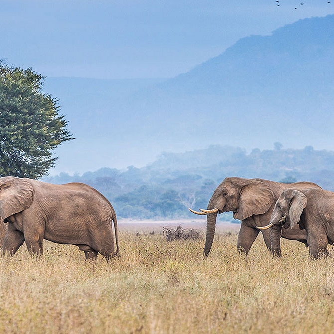 Elephants Roaming in the Lower Zambezi - Zambia Luxury Safari Travel Agency