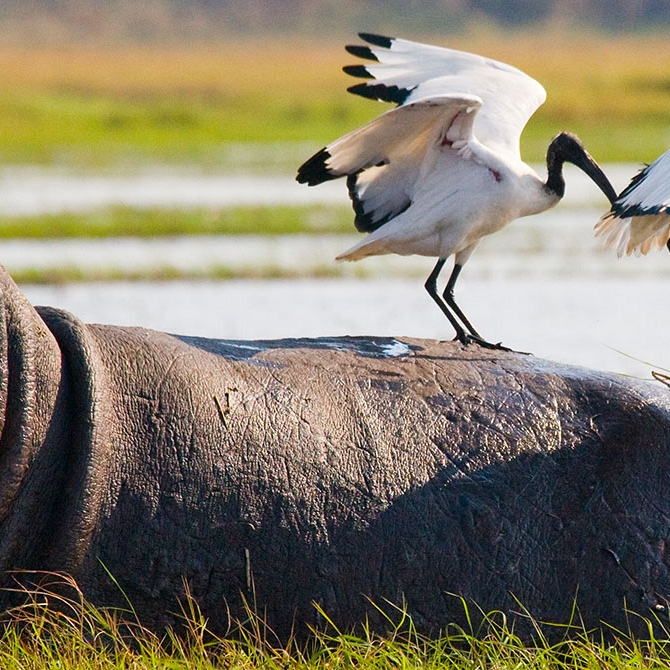 Birds Sitting on a Hippo in the Okavango Delta