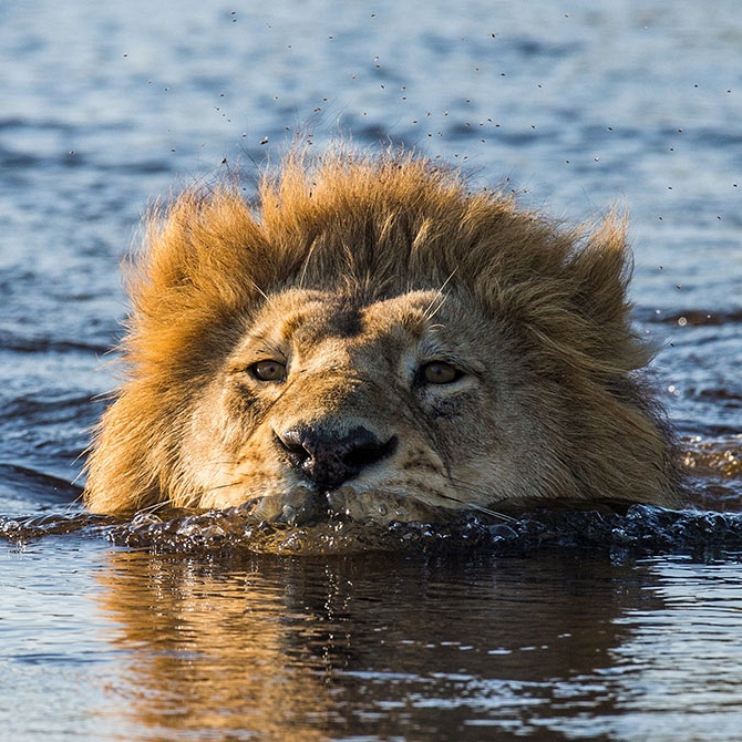 Lion Swimming Through the Okavango Delta in Botswana