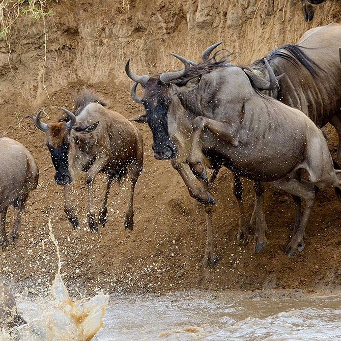 Wildebeest Crossing the Mara River During the Great Migration