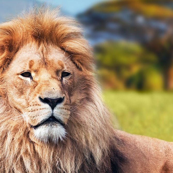 Lion in front of Mt Kilimanjaro in Tanzania