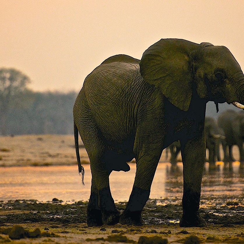 Zimbabwe Honeymoon: Victoria Falls and Safari - Camelthorn