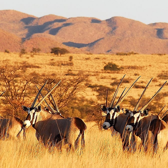 Herd of Oryx in Tswalu Kalahari Game Reserve