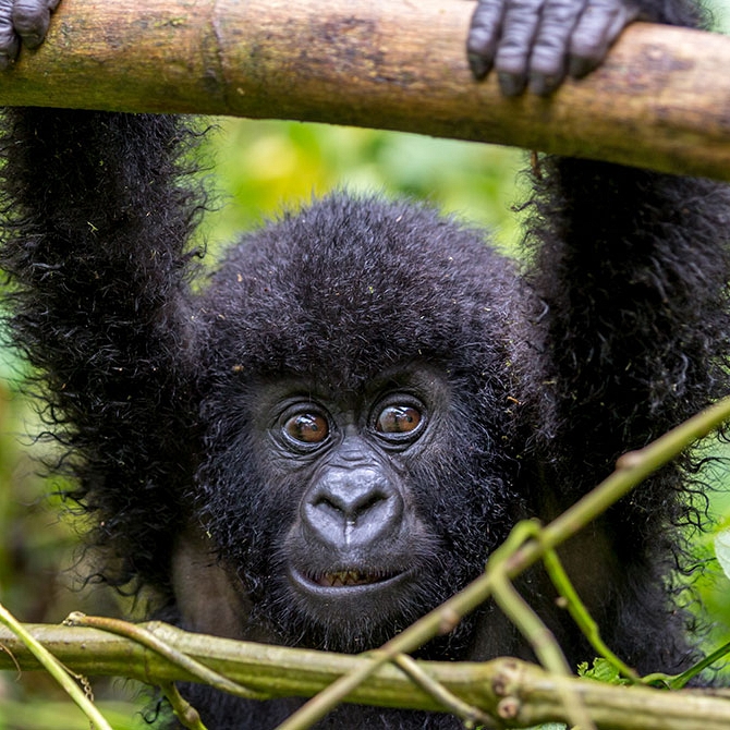 Baby Gorilla in the Rainforest - Uganda Gorilla Trekking Safari