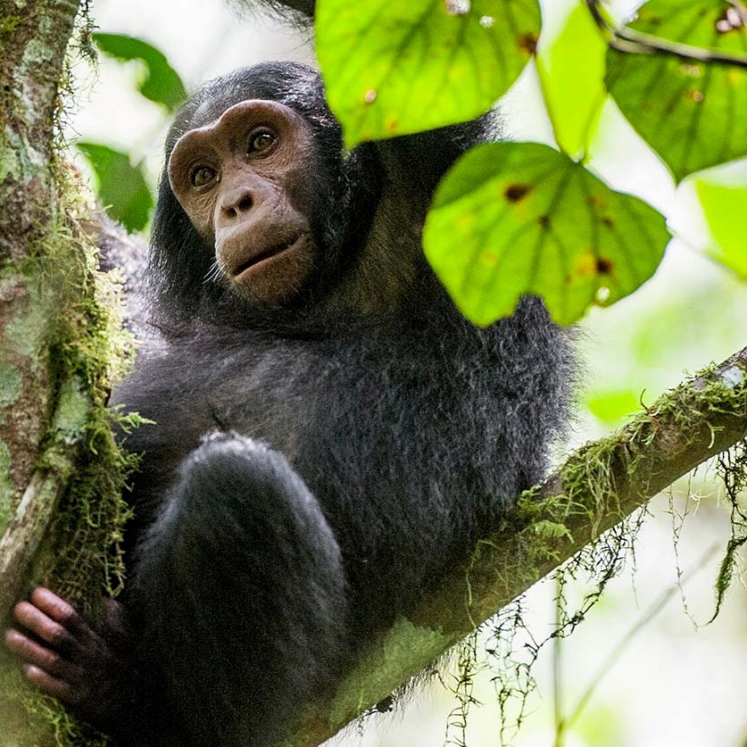 Chimpanzee Trekking in Kibale National Park - Uganda Wildlife Safari