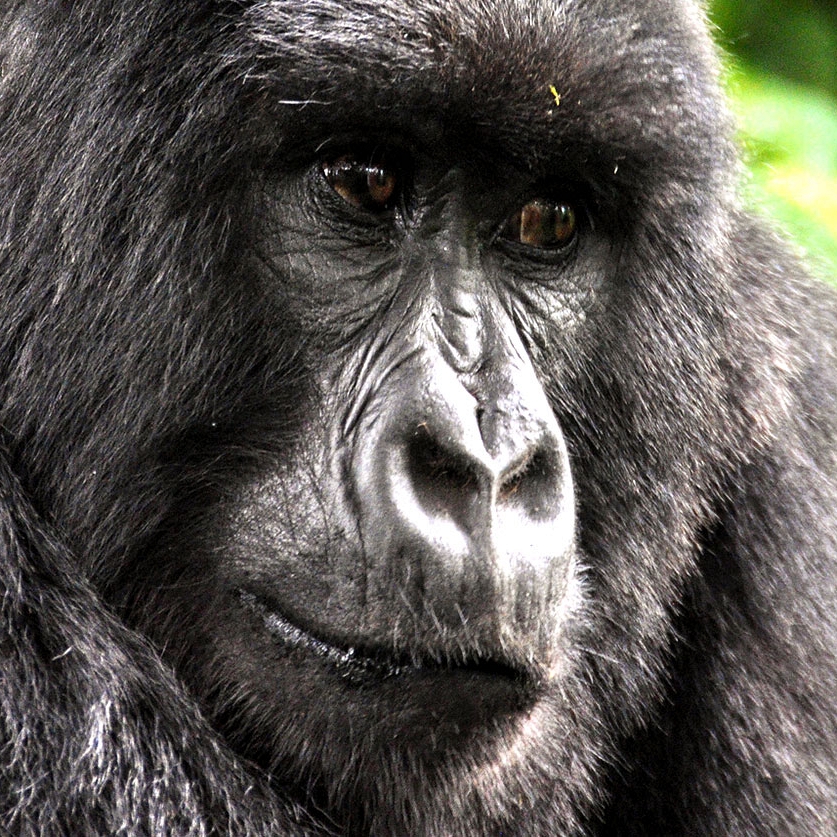 Ultimate Ugandan Wildlife Safari - Gorilla Trekking
