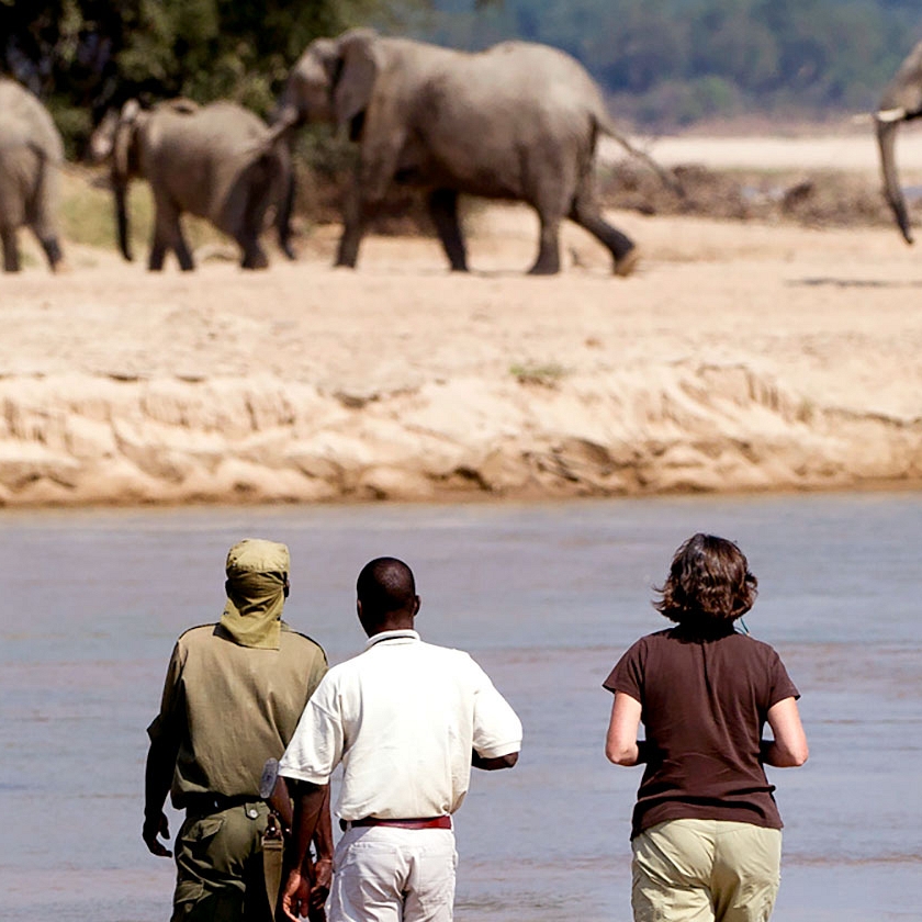 Remote Safari Tour: Zambia Adventure