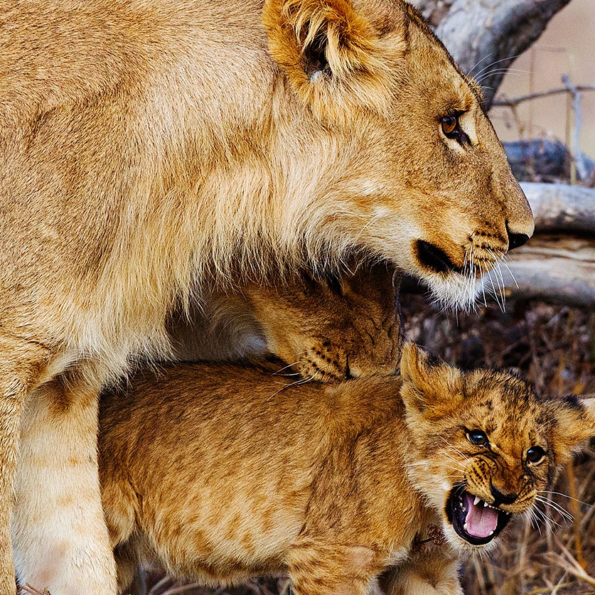 Luxury Botswana Safari