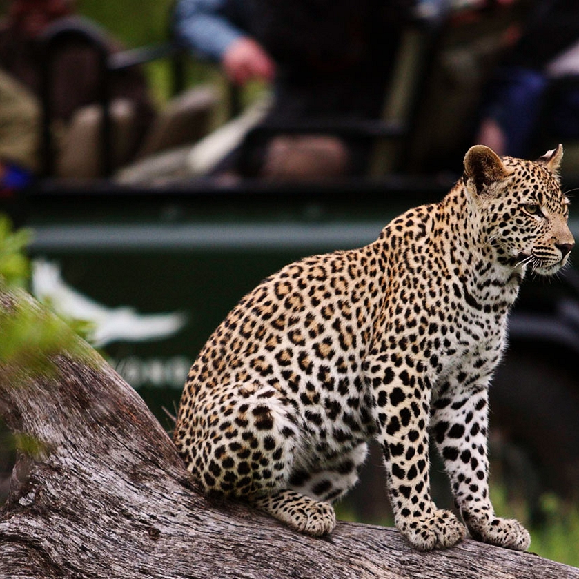 Africa Safari and Beach Vacation - Phinda Mountain Lodge