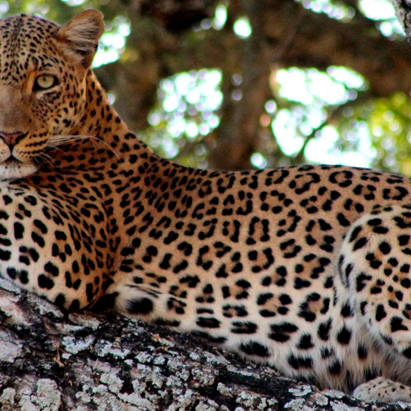 Zambia Safari Adventure - Zungulila Bushcamp