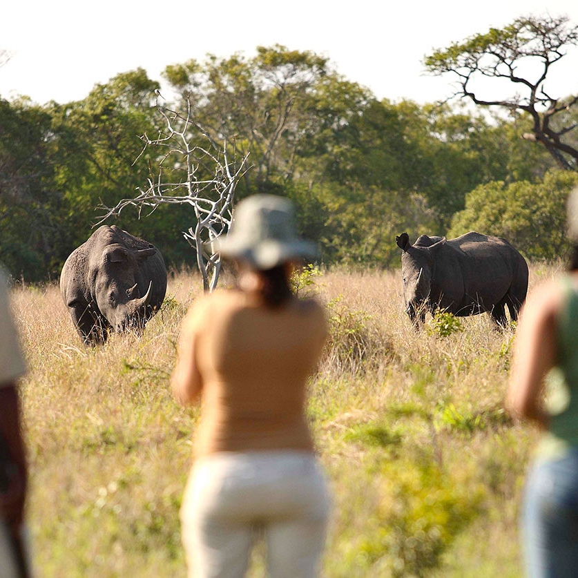 Africa Vacation Packages - African wildlife safari