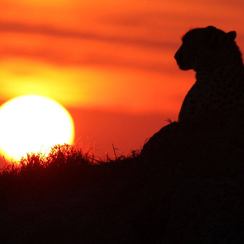 Bucket List Safari: Chobe, Okavango, and Kruger