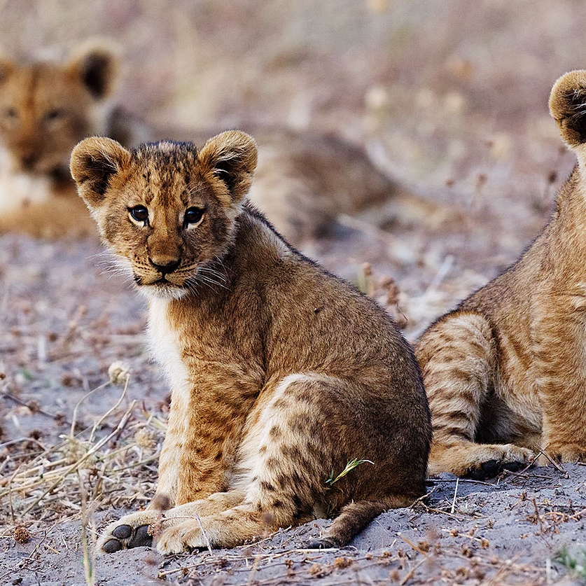 Bucket List Botswana Safari: Chobe and Okavango Delta - Lion Cubs in Savute Region of Chobe National Park