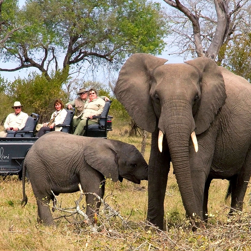 South Africa: Luxury Safari and Cape Town Package - Elephants in Kruger Park, South Africa