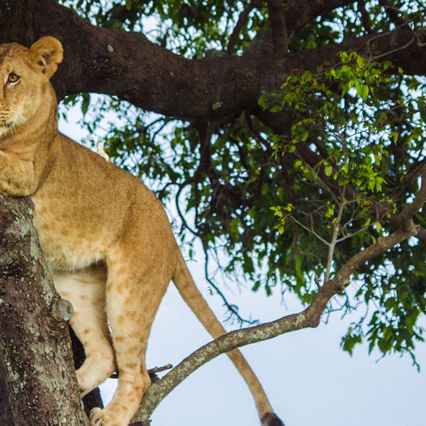 Classic Kenya Luxury Safari Package - Big 5 Wildlife Safari - Lion in Tree