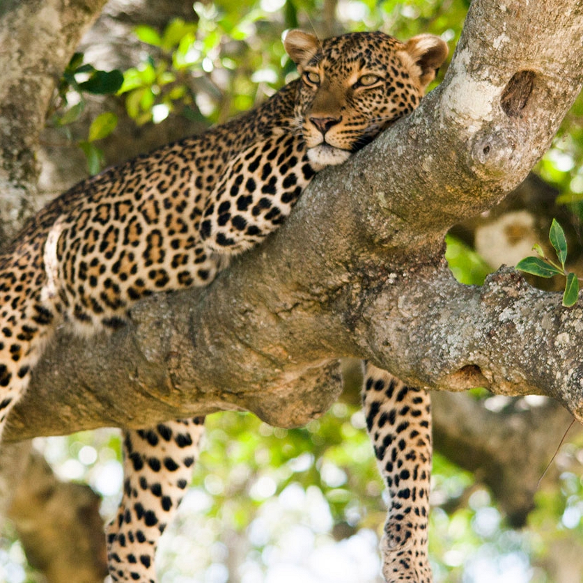 Best of African Luxury: Sabi Sands Safari and Beach Getaway - Kruger Sabi Sands