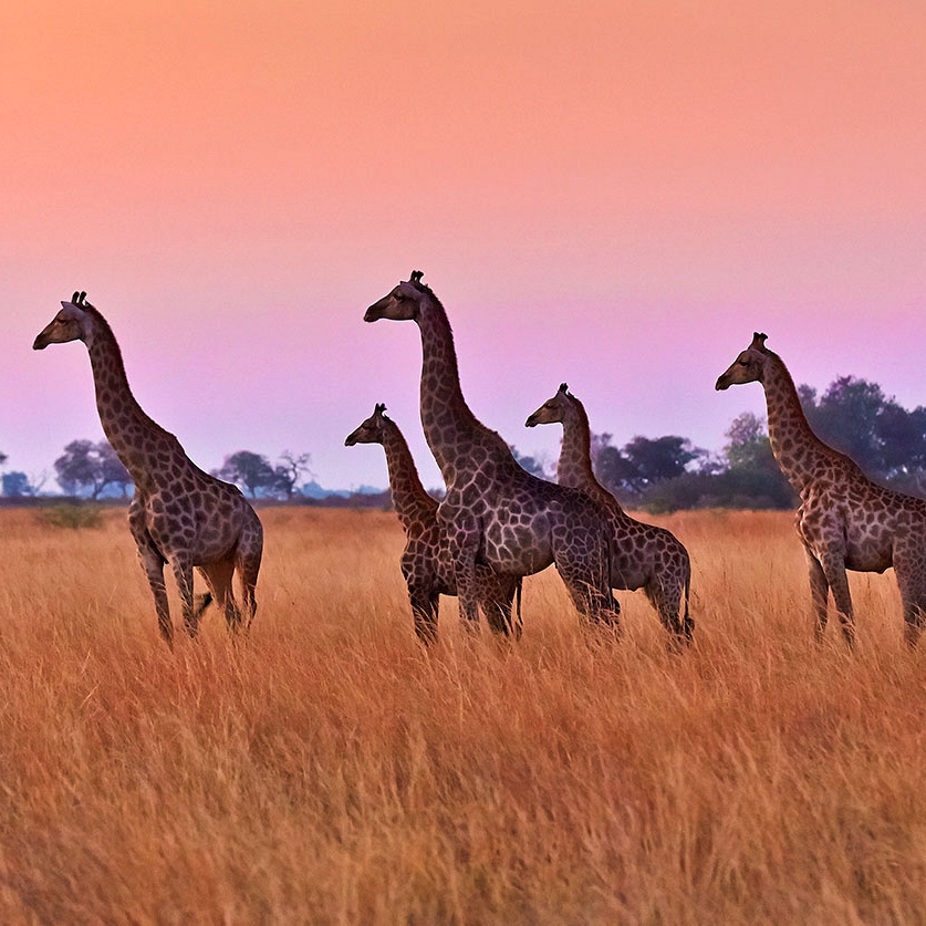 Botswana Safari Tour: Peak Season Okavango Adventure - Giraffes at Sunset