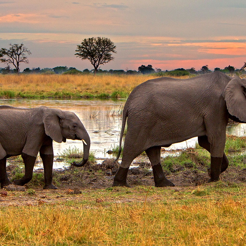 Botswana Safari Tour: Peak Season Okavango Adventure - Elephants in the Okavango Delta