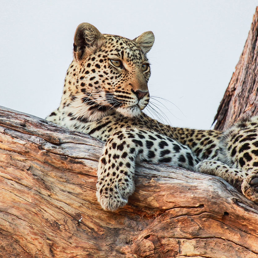 Botswana Safari Tour: Peak Season Okavango Adventure - Leopard in Tree