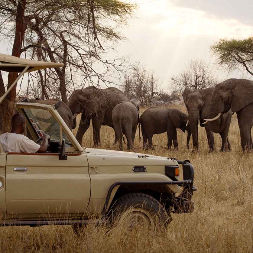 Tanzania Travel Packages - Herd of elephants on a game drive at Kigelia Ruaha Camp