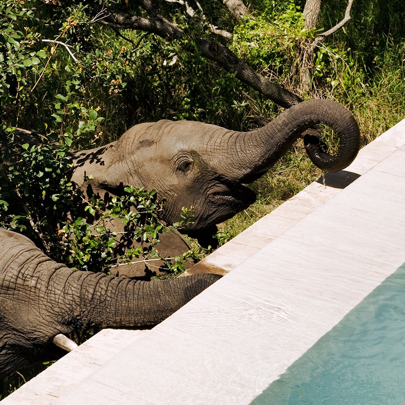 South Africa luxury travel packages - Elephant drinking from the pool at Royal Malewane safari lodge