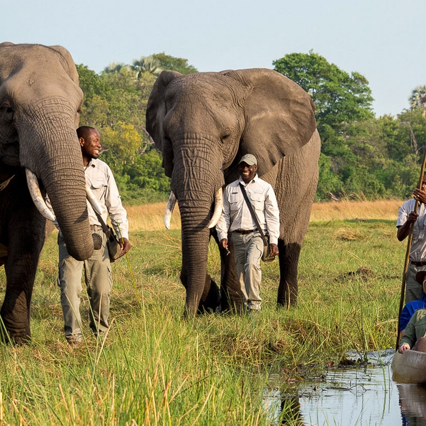 Okavango Delta Packages - Luxury Safari - Mokoro Safari and Walking with Elephants at Abu Camp