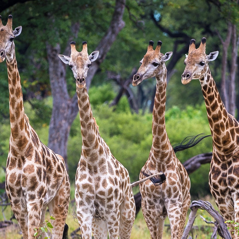 Giraffes spotted on safari at Kings Pool Camp, Linyanti Concession, Botswana