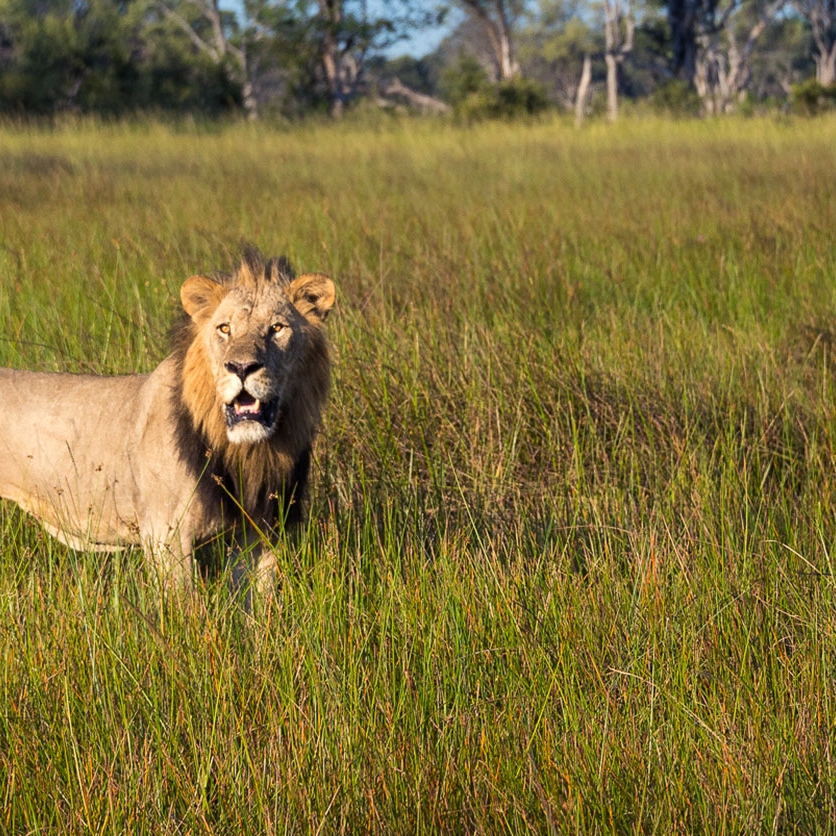 Lion spotted on an Okavango Delta safari at Vumbura Camp, Botswana