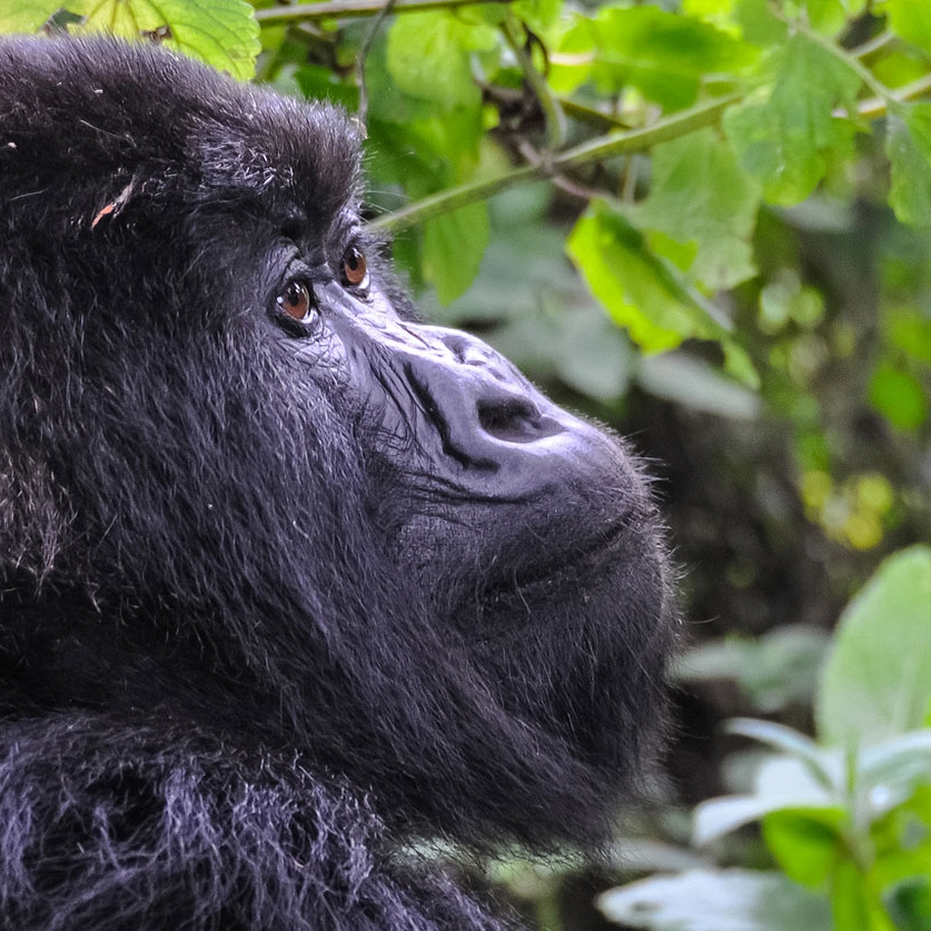 Wild Mountain Gorilla Trekking in Volcanoes National Park, Rwanda