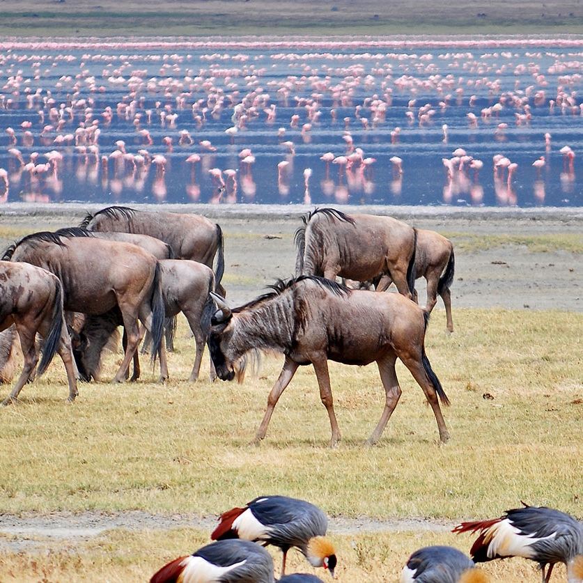 Lake Manyara Wildebeest and Flamingos