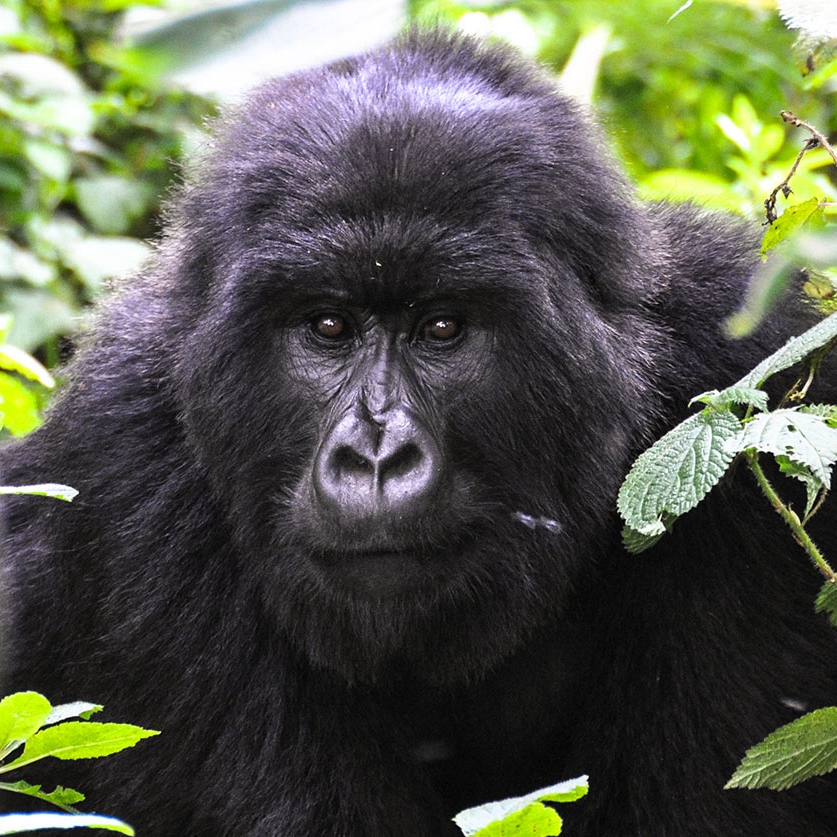 Wild Mountain Gorilla Trekking in Volcanoes National Park, Rwanda