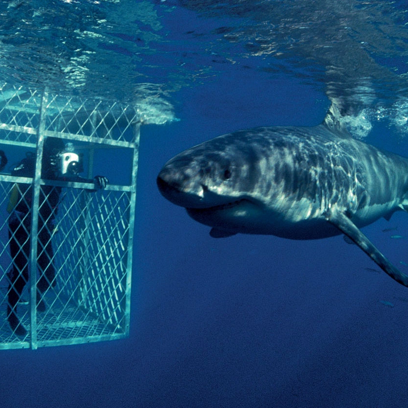 South Africa Great White Shark Cage Diving