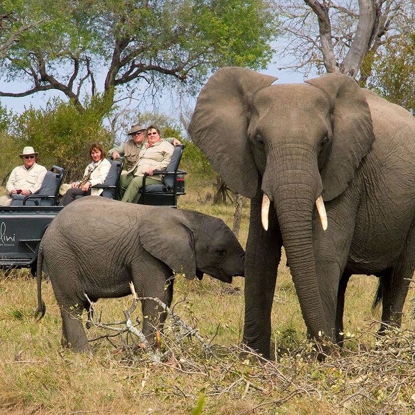 Dulini Lodge Game Drive - Kruger Safaris South Africa