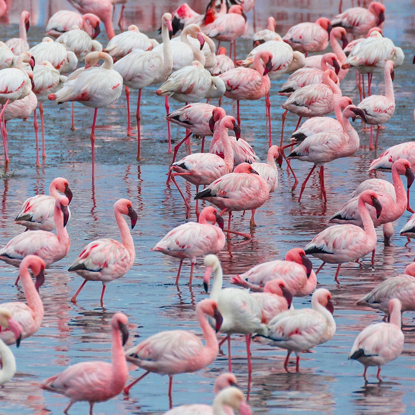 Flamingos in Walvis Bay, Namibia