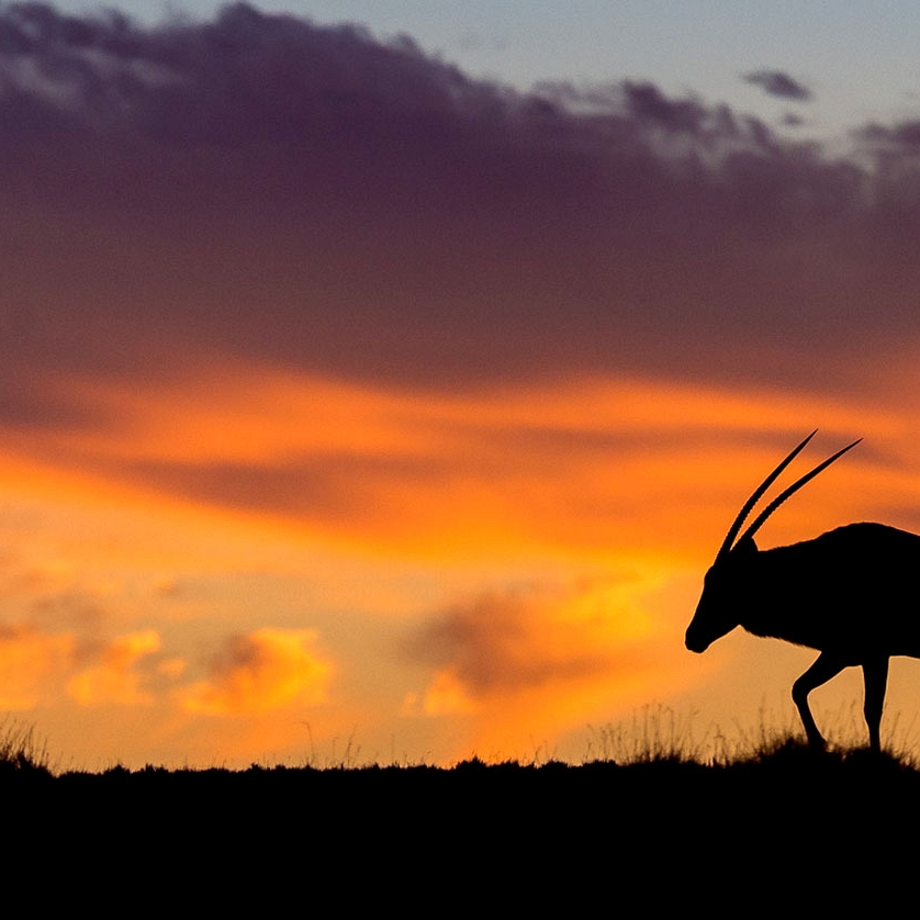 Oryx at Sunset in Namibia - Kulala Desert Lodge
