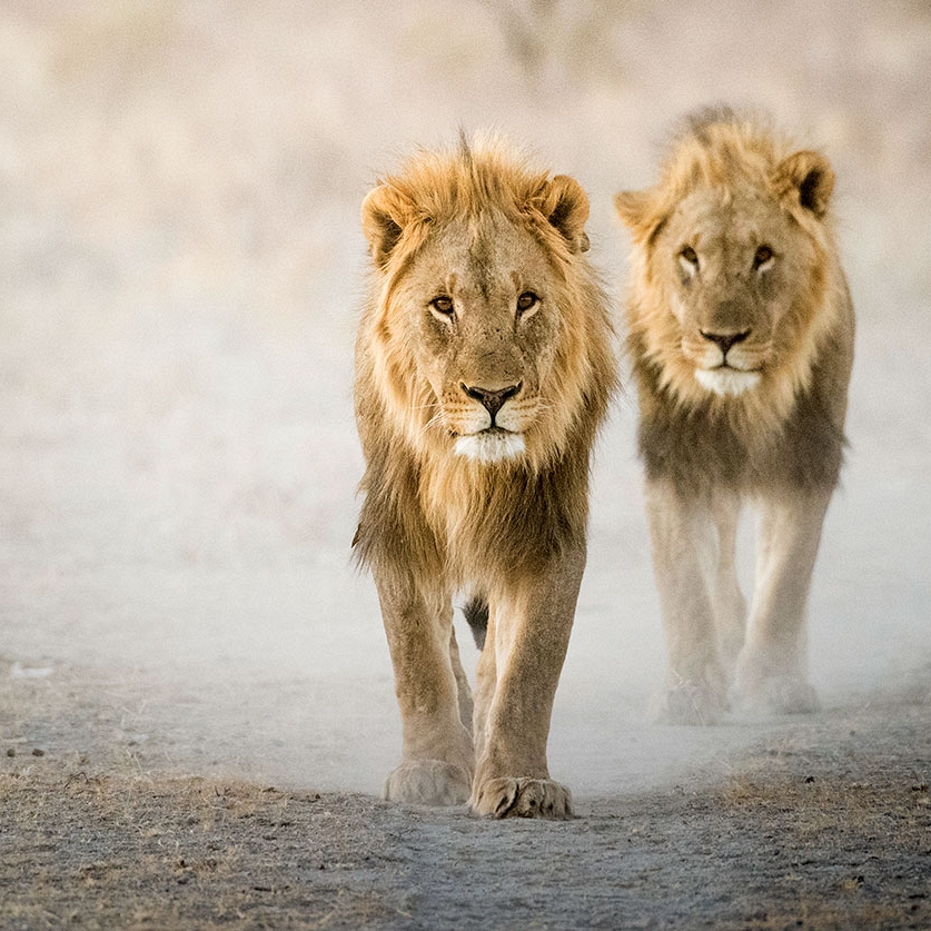 Lions in Etosha National Park - Ongava Lodge, Namibia
