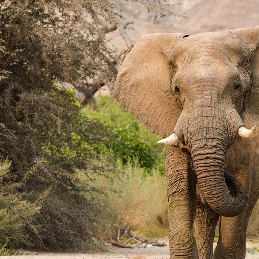 Desert adapted elephant in Namibia - Hoanib Valley Camp