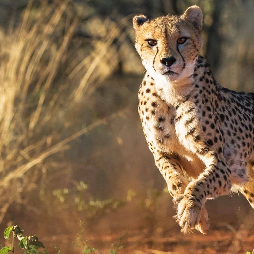 Cheetah at Okonjima Nature Reserve, Namibia - AfriCat Foundation - Namibia Safari