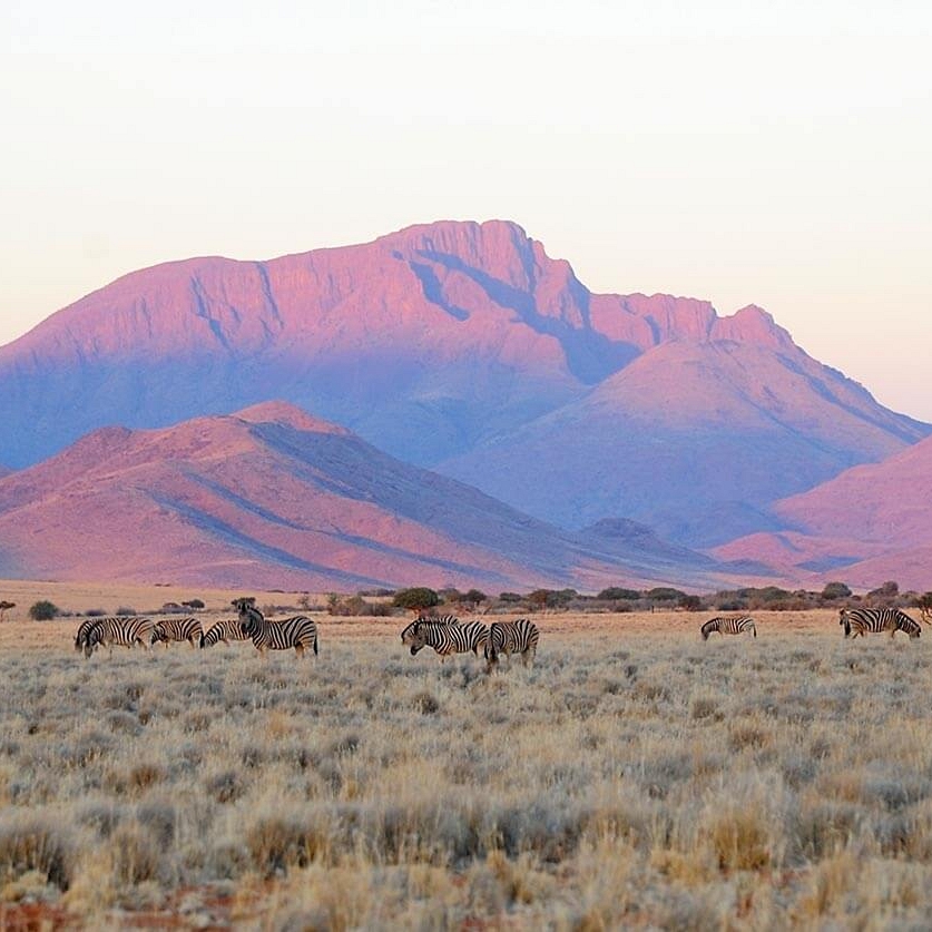 Zebras in Wolwedans NamibRand Nature Reserve, Namibia