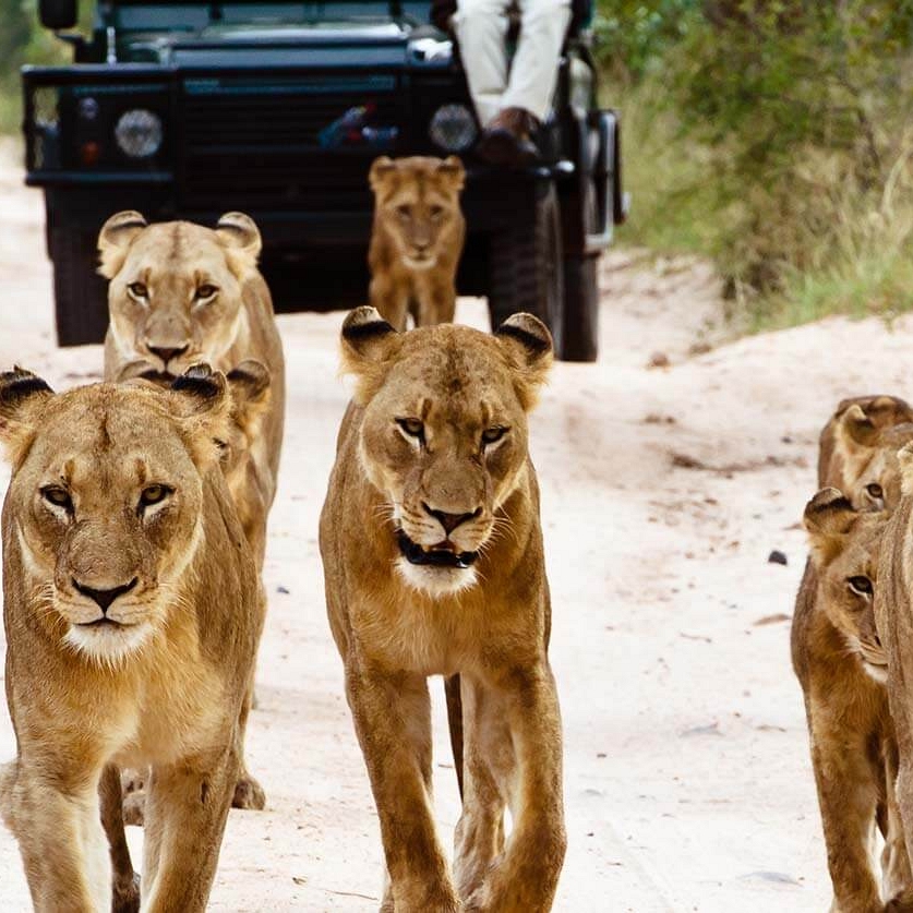 Sabi Sabi game drive lions - South Africa Kruger Safari